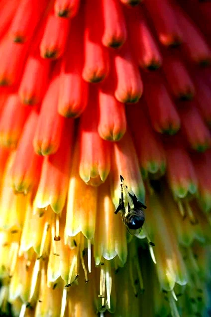 Photo 3 du film : Pollen