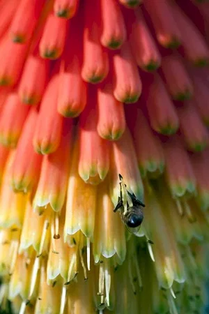 Photo du film : Pollen