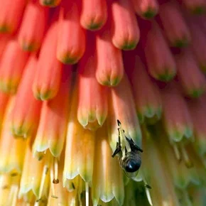Photo du film : Pollen