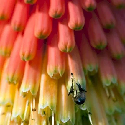 Miniature photo du film : Pollen