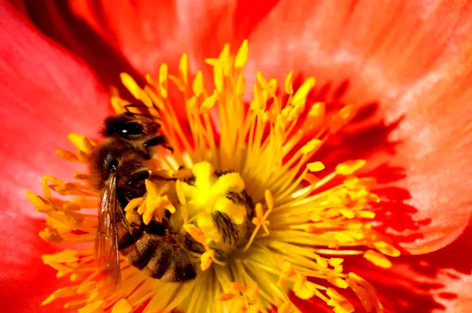 Photo 4 du film : Pollen