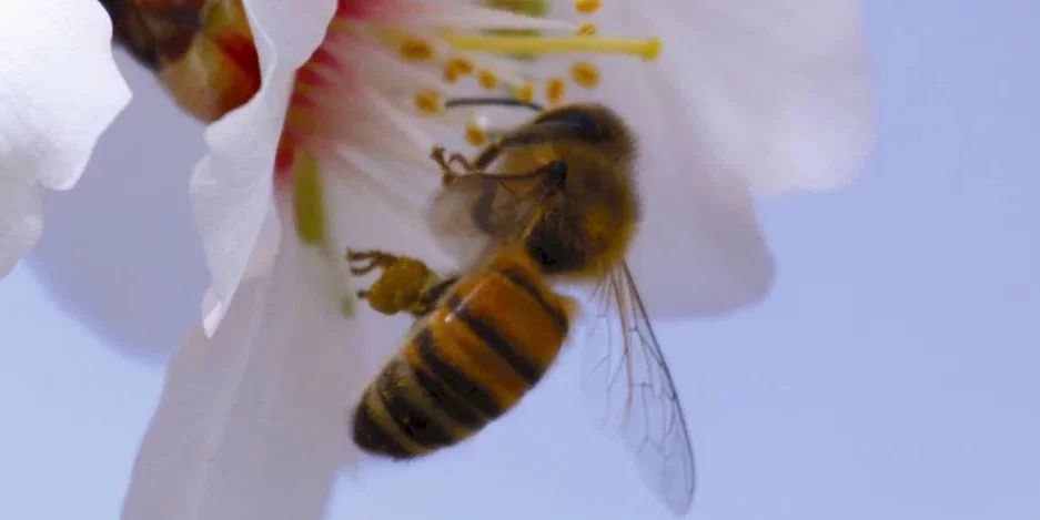 Photo du film : Pollen