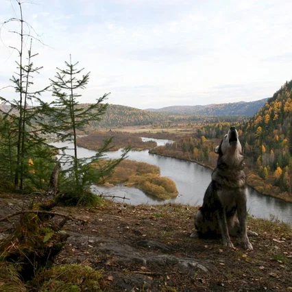Miniature photo du film : Sibérie, Monamour