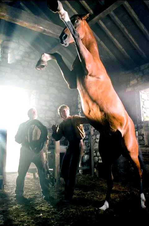 Photo 10 du film : Cheval de guerre