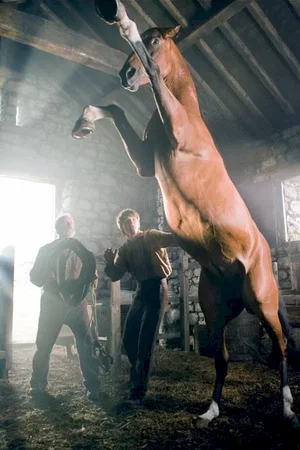 Photo du film : Cheval de guerre