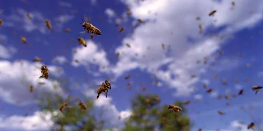 Photo du film : Pollen