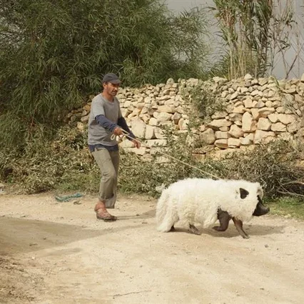 Miniature photo du film : Le cochon de Gaza