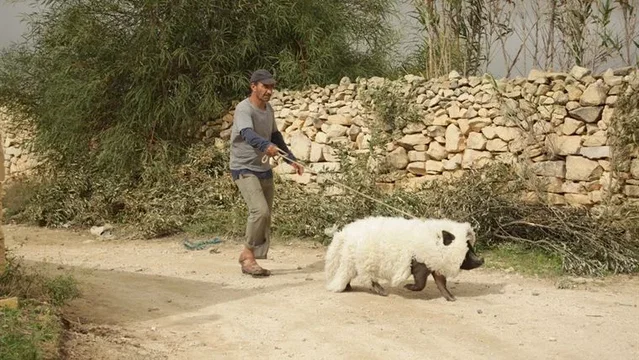 Photo du film : Le cochon de Gaza