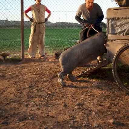 Miniature photo du film : Le cochon de Gaza