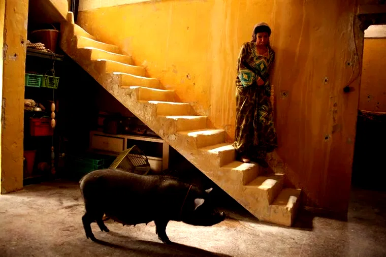 Photo 9 du film : Le cochon de Gaza