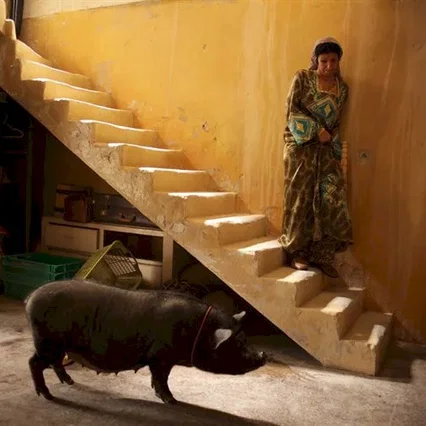 Miniature photo du film : Le cochon de Gaza