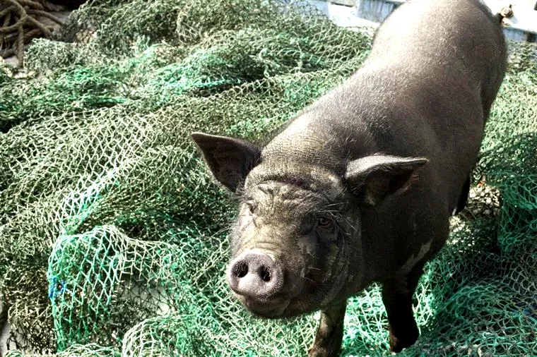 Photo 10 du film : Le cochon de Gaza