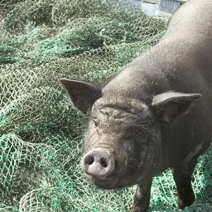 Miniature photo du film : Le cochon de Gaza