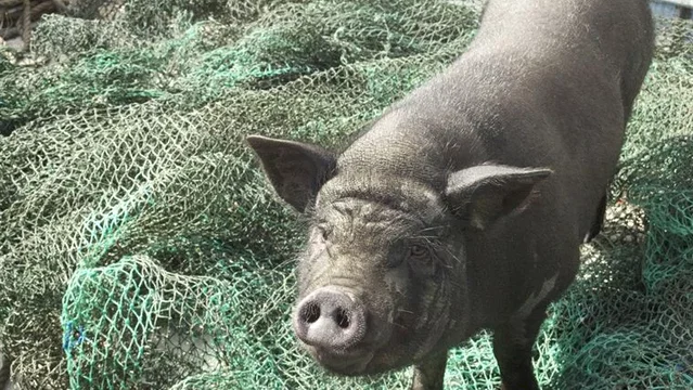 Photo du film : Le cochon de Gaza