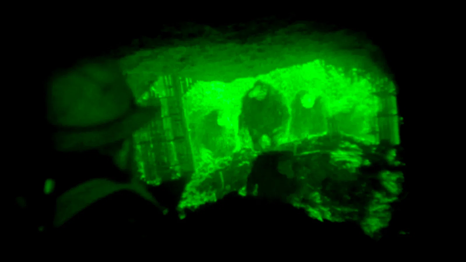 Photo 11 du film : Troll Hunter