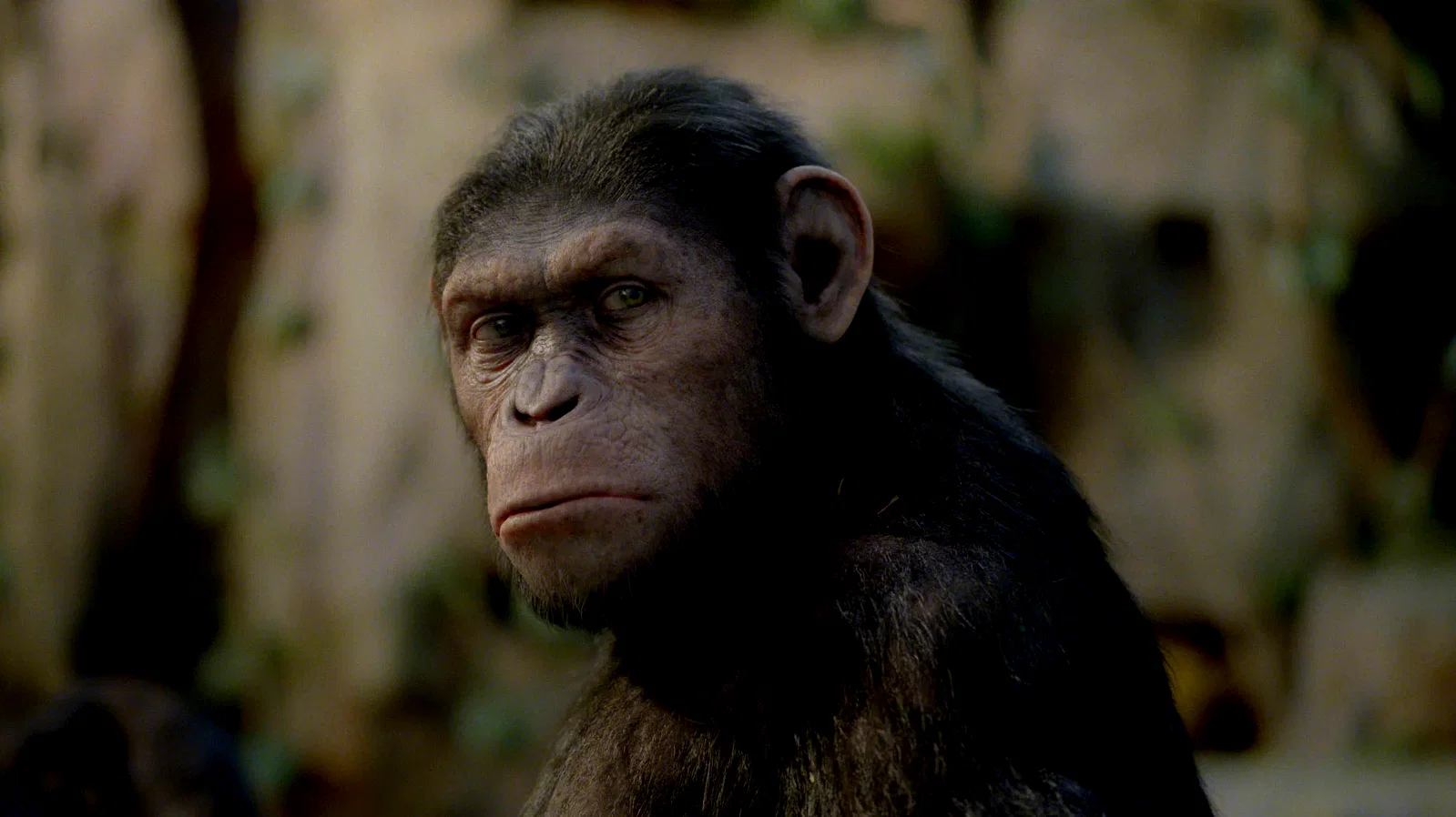 Photo 4 du film : La planète des singes : les origines 