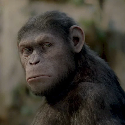 Miniature photo du film : La planète des singes : les origines 