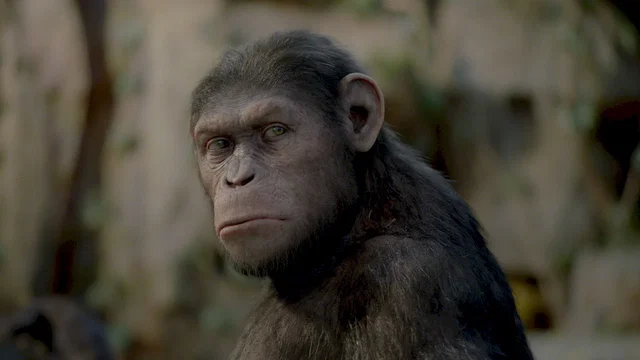 Photo du film : La planète des singes : les origines 