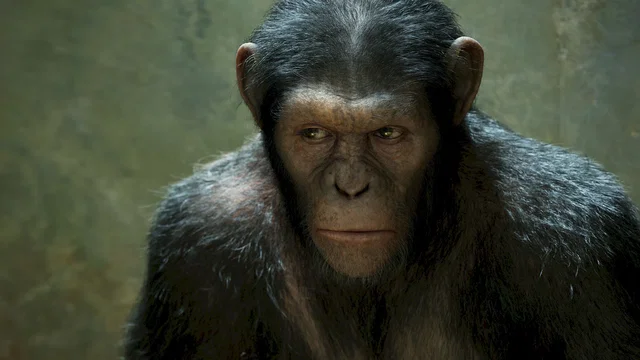 Photo du film : La planète des singes : les origines 
