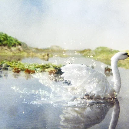 Miniature photo du film : Le Vilain petit canard