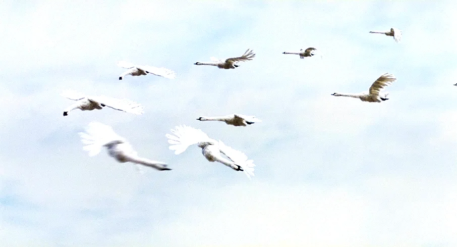 Photo 4 du film : Le Vilain petit canard