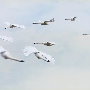 Photo du film : Le Vilain petit canard