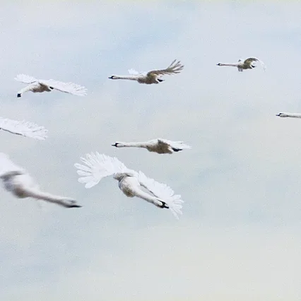 Miniature photo du film : Le Vilain petit canard