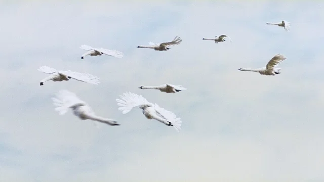 Photo du film : Le Vilain petit canard