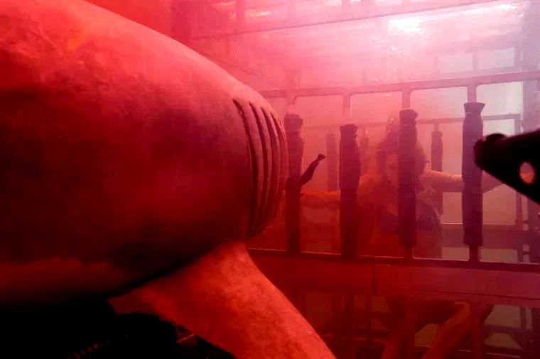 Photo 2 du film : Shark 3D
