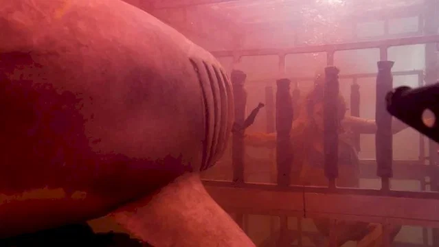 Photo 2 du film : Shark 3D
