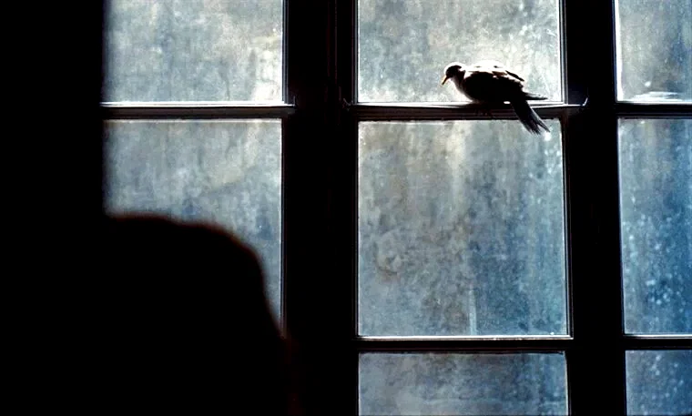 Photo 6 du film : L'oiseau