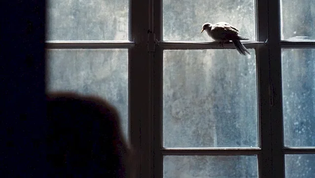 Photo du film : L'oiseau