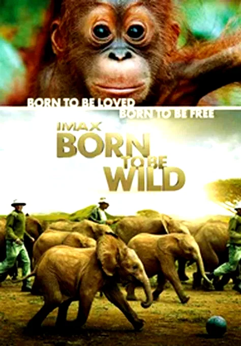 Affiche du film : Born to be wild (3D)