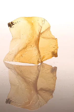 Photo 4 du film : El Bulli - Cooking in progress