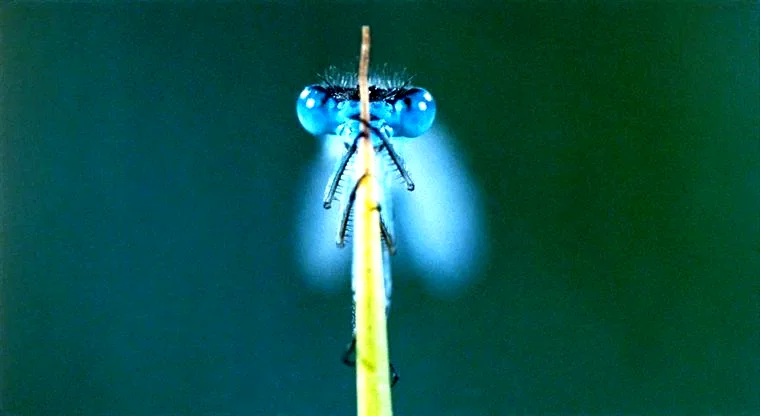 Photo 3 du film : La Clé des Champs