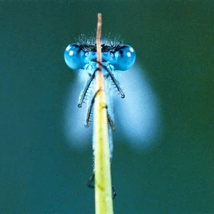 Miniature photo du film : La Clé des Champs