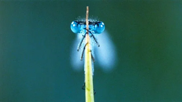 Photo du film : La Clé des Champs