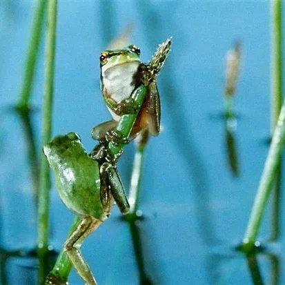 Miniature photo du film : La Clé des Champs