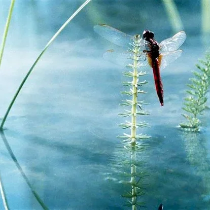Miniature photo du film : La Clé des Champs