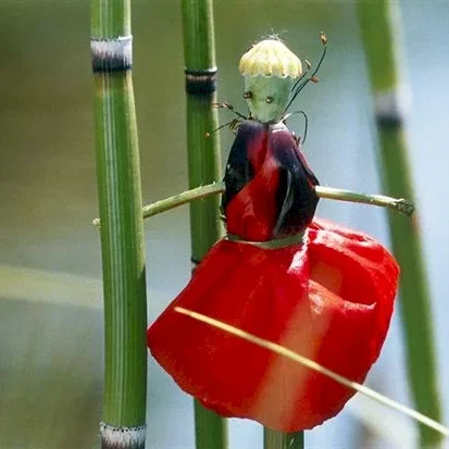 Miniature photo du film : La Clé des Champs