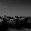 Miniature photo du film : Black Blood