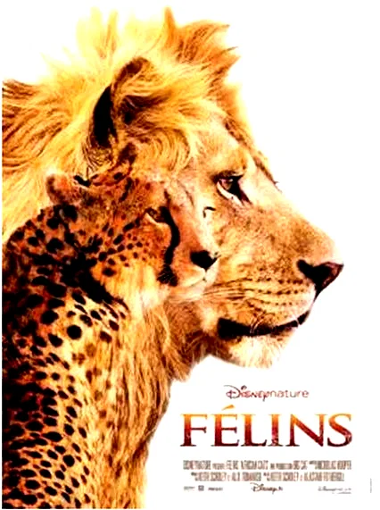 Affiche du film : Félins