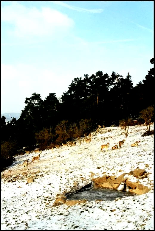 Photo 9 du film : Les Chants de Mandrin