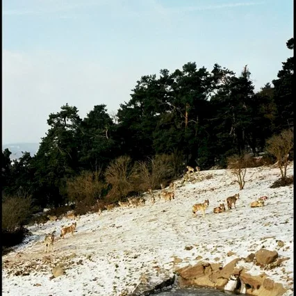 Miniature photo du film : Les Chants de Mandrin