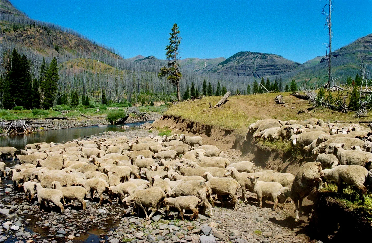 Photo 10 du film : Sweetgrass