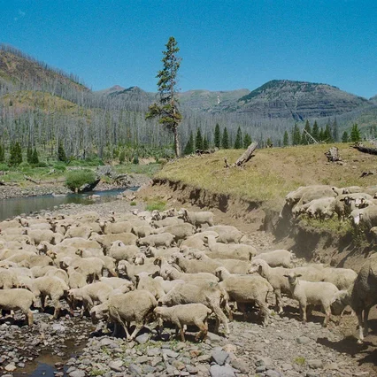Miniature photo du film : Sweetgrass