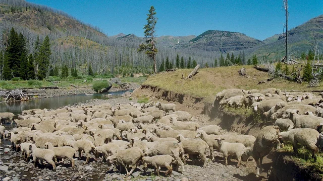 Photo 10 du film : Sweetgrass