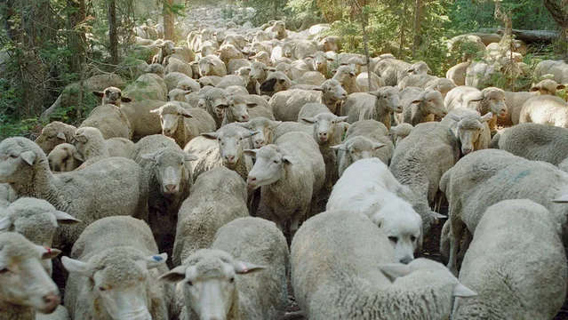 Photo 11 du film : Sweetgrass