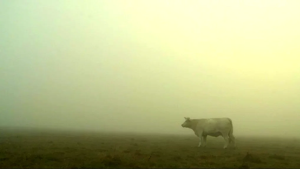 Photo 2 du film : Bovines