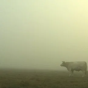 Photo du film : Bovines